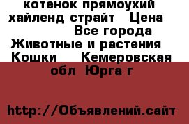 котенок прямоухий  хайленд страйт › Цена ­ 10 000 - Все города Животные и растения » Кошки   . Кемеровская обл.,Юрга г.